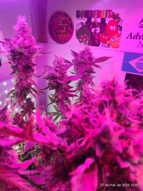 Skittles Pie. Week 19