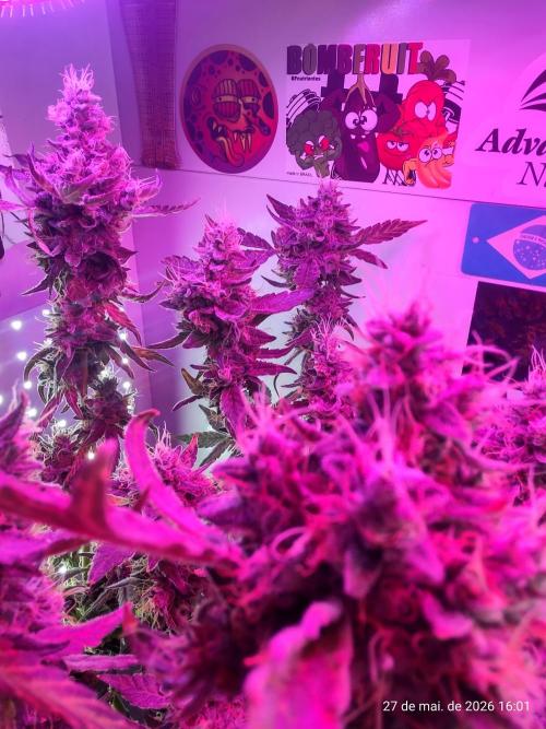Skittles Pie. Week 19