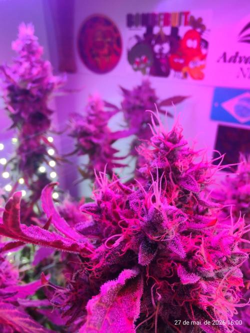 Skittles Pie. Week 19