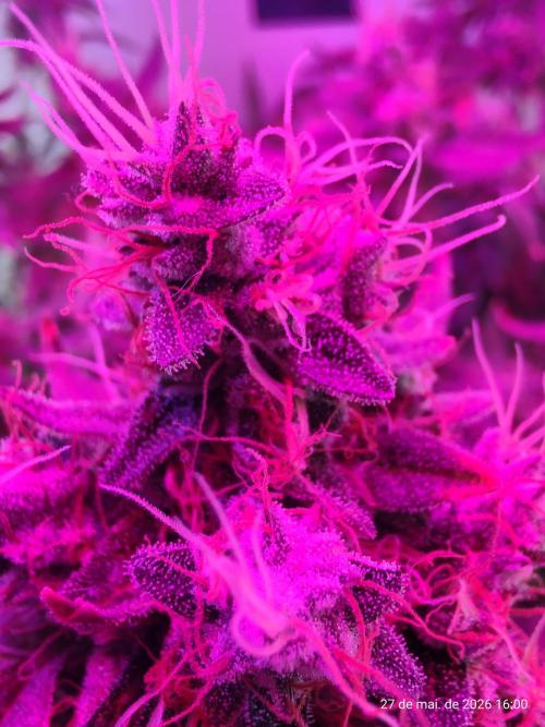 Skittles Pie. Week 19