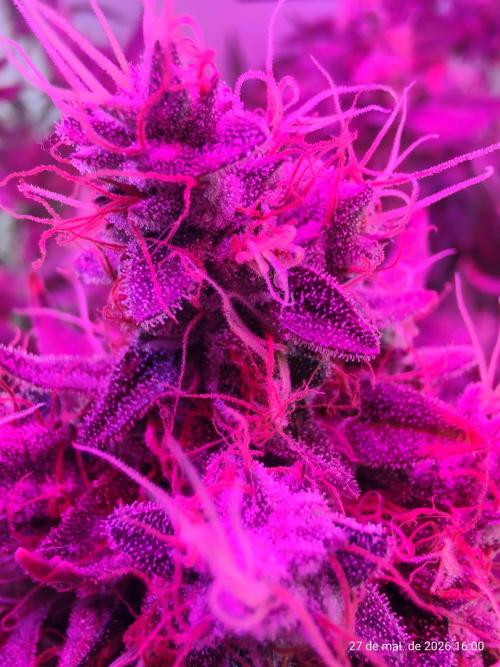 Skittles Pie. Week 19