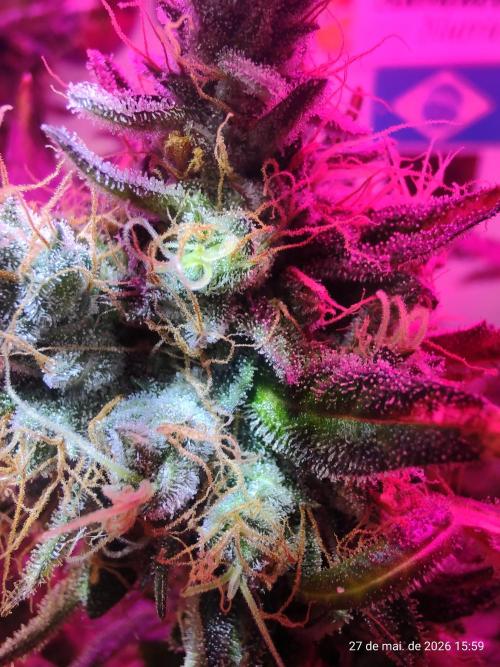 Skittles Pie. Week 19