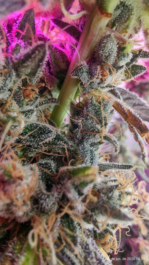 Skittles Pie. Week 20