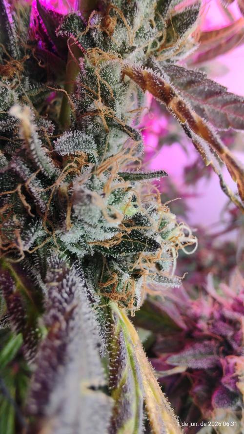Skittles Pie. Week 20