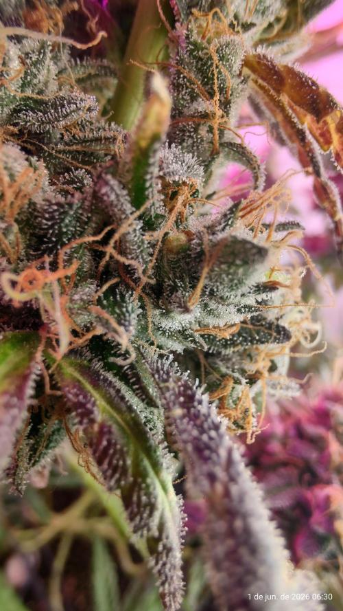 Skittles Pie. Week 20