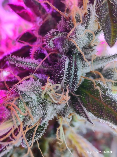 Skittles Pie. Week 20