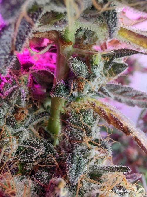 Skittles Pie. Week 20