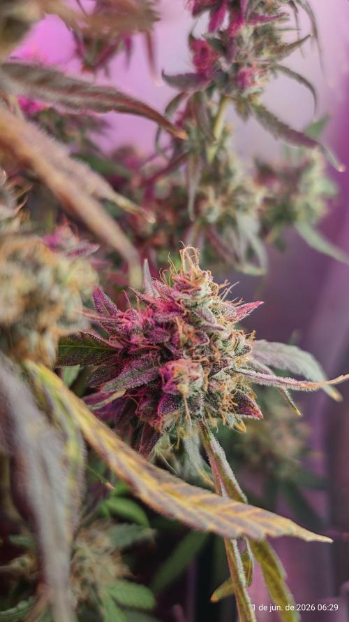 Skittles Pie. Week 20
