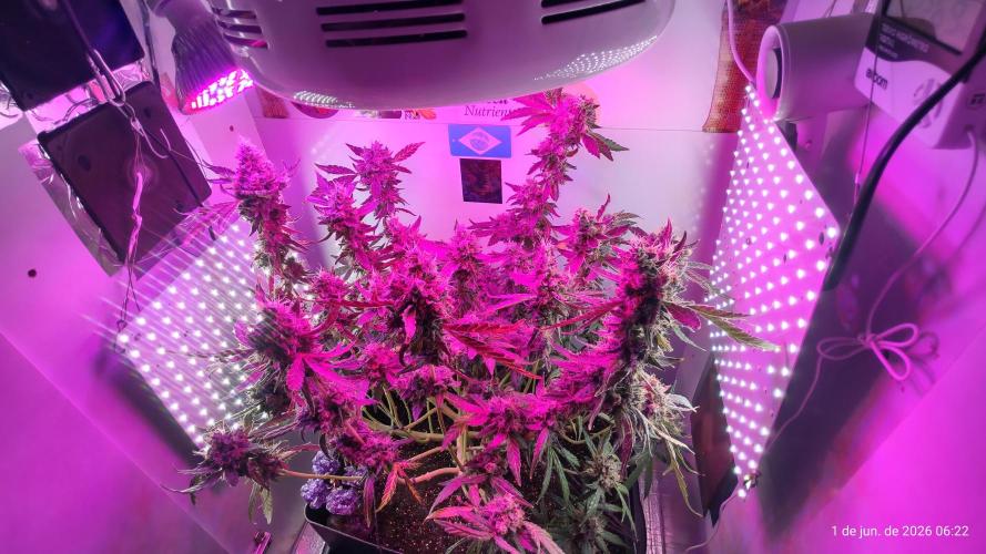 Skittles Pie. Week 20