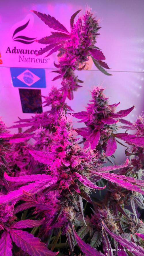 Skittles Pie. Week 20