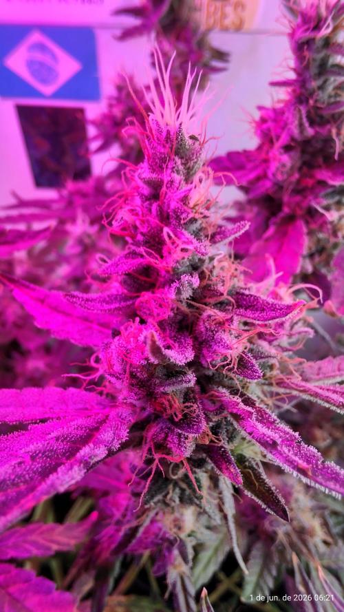 Skittles Pie. Week 20
