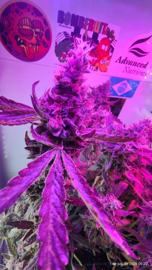 Skittles Pie. Week 20