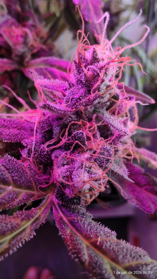 Skittles Pie. Week 20