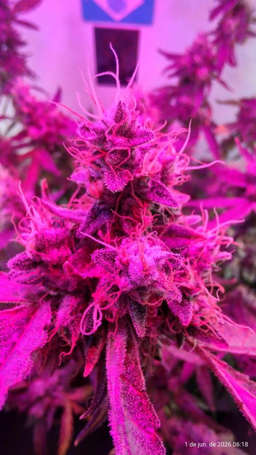 Skittles Pie. Week 20