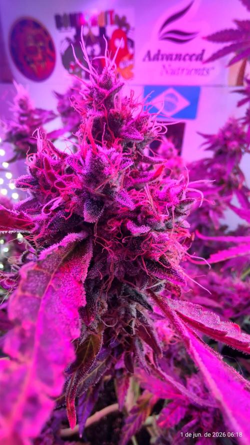 Skittles Pie. Week 20