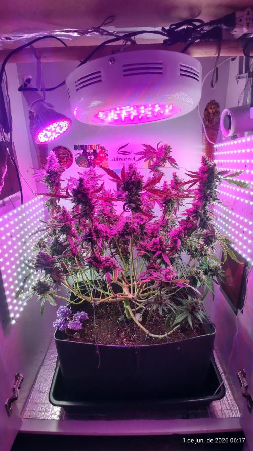 Skittles Pie. Week 20