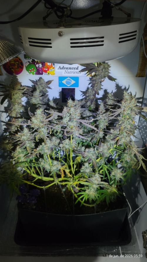 Skittles Pie. Week 20