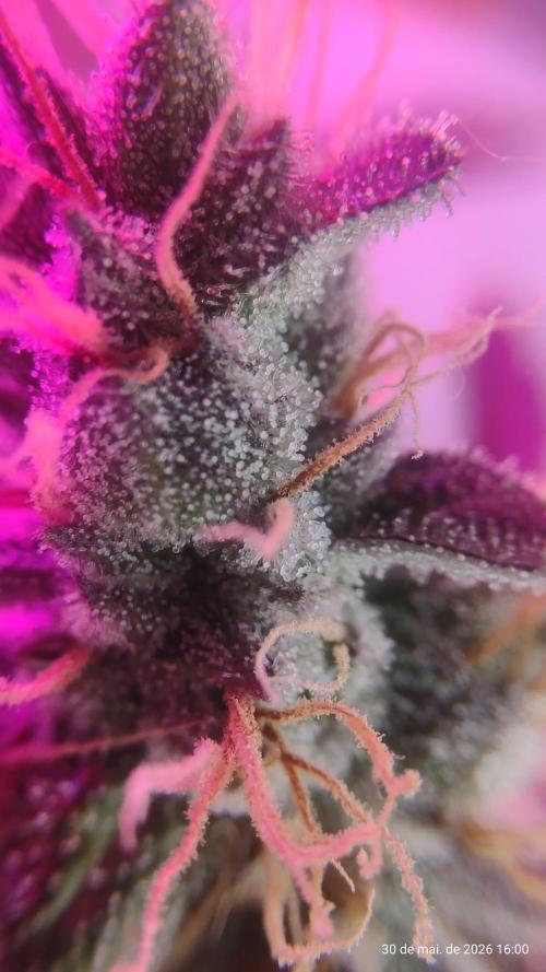 Skittles Pie. Week 20