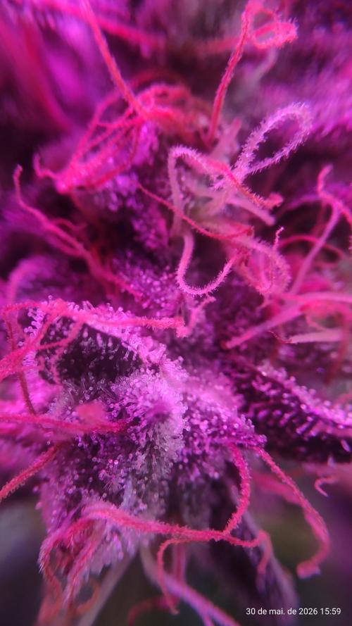 Skittles Pie. Week 20