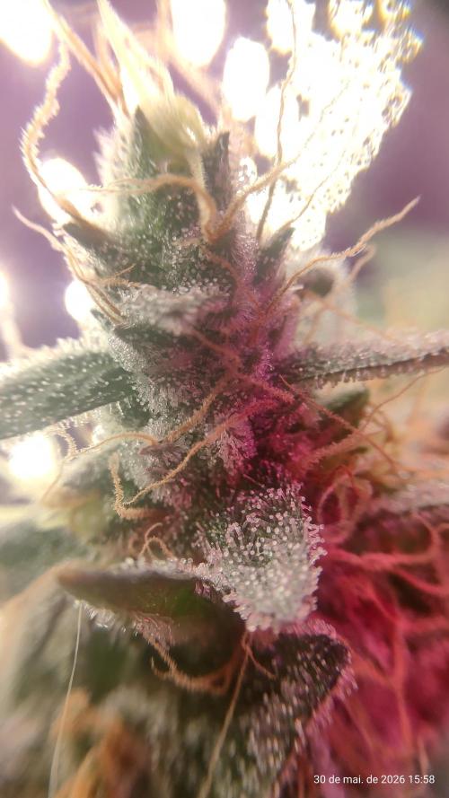 Skittles Pie. Week 20