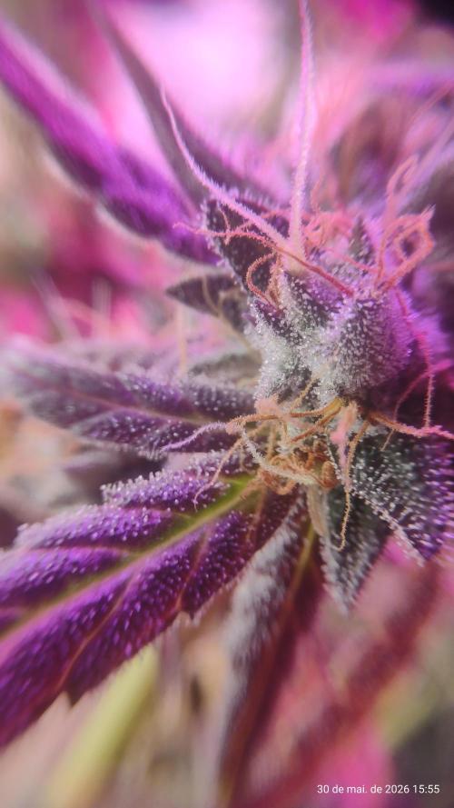 Skittles Pie. Week 20