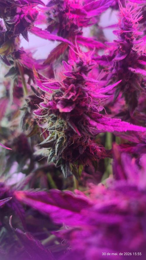 Skittles Pie. Week 20