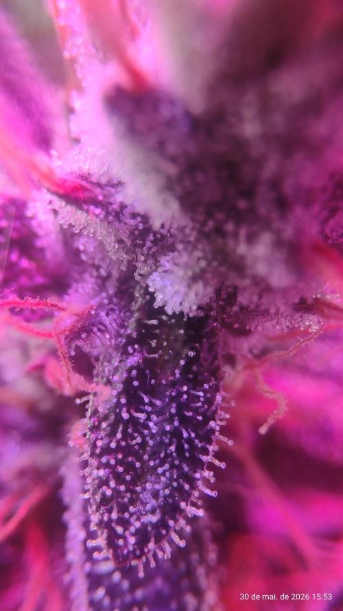 Skittles Pie. Week 20