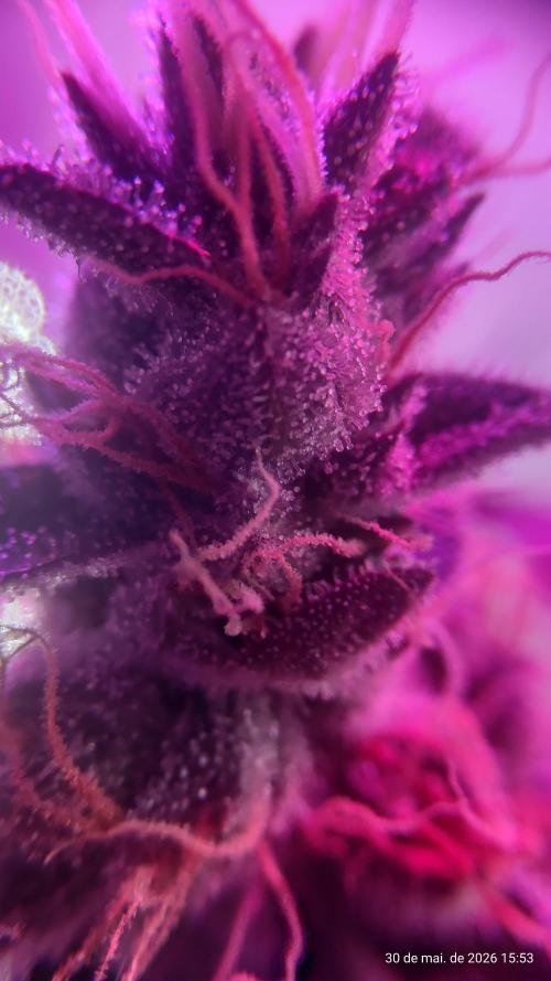 Skittles Pie. Week 20