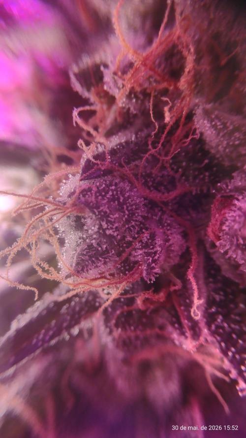 Skittles Pie. Week 20