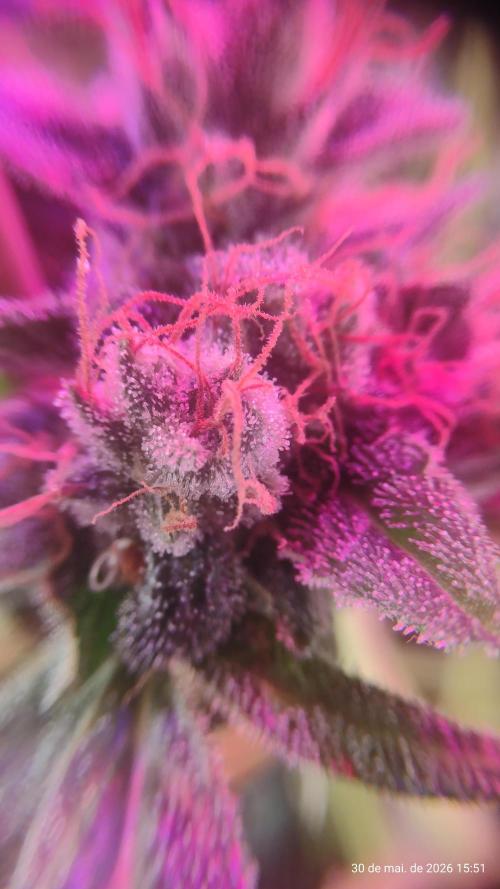 Skittles Pie. Week 20