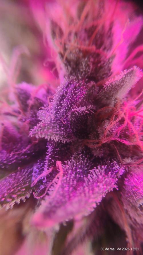 Skittles Pie. Week 20