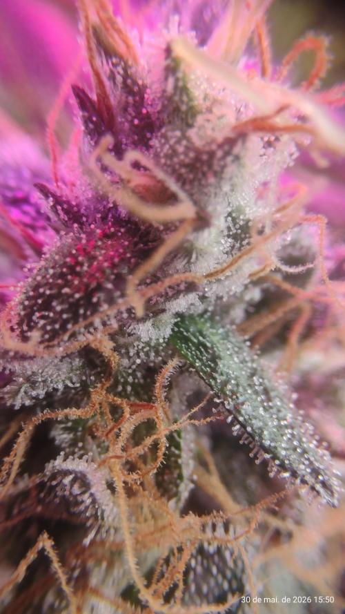 Skittles Pie. Week 20