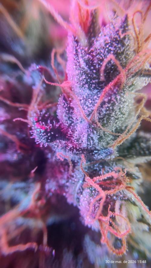 Skittles Pie. Week 20