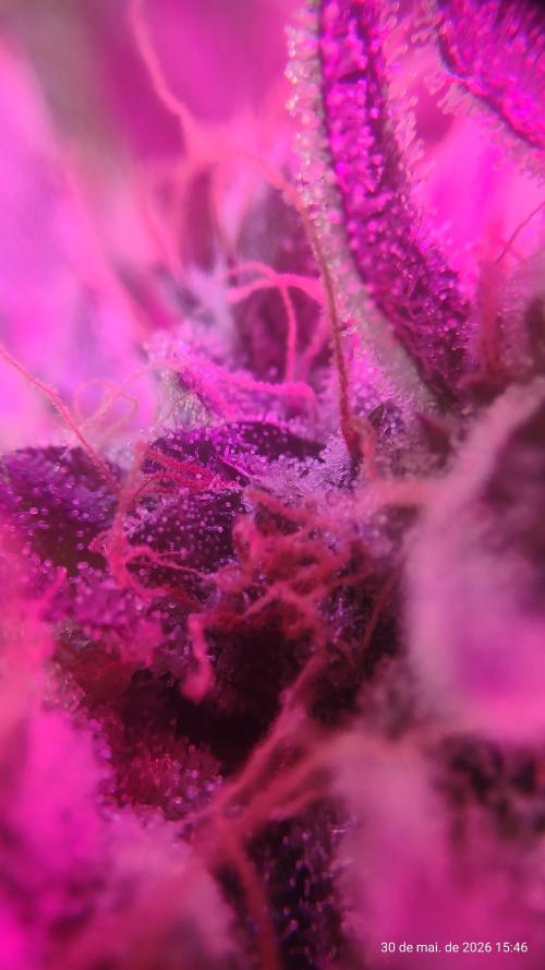 Skittles Pie. Week 20