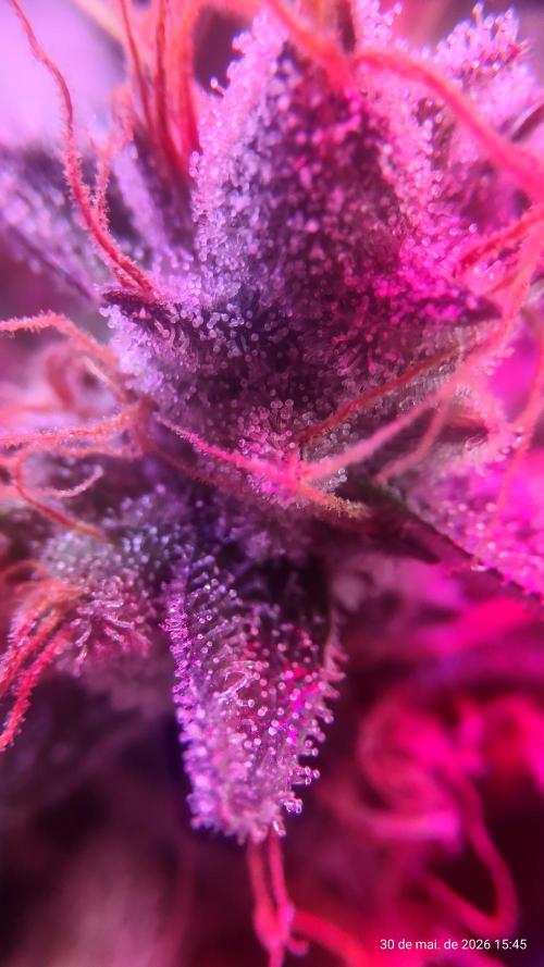 Skittles Pie. Week 20