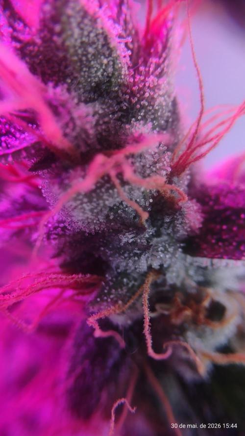 Skittles Pie. Week 20