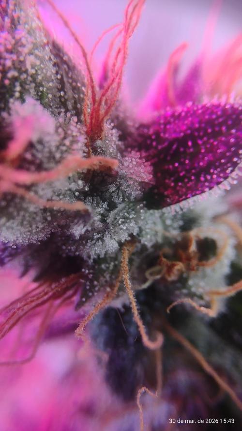 Skittles Pie. Week 20