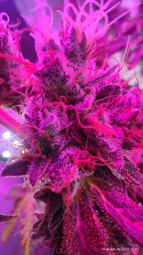 Skittles Pie. Week 21