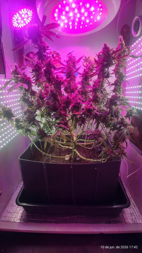 Skittles Pie. Week 21