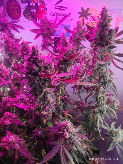 Skittles Pie. Week 21