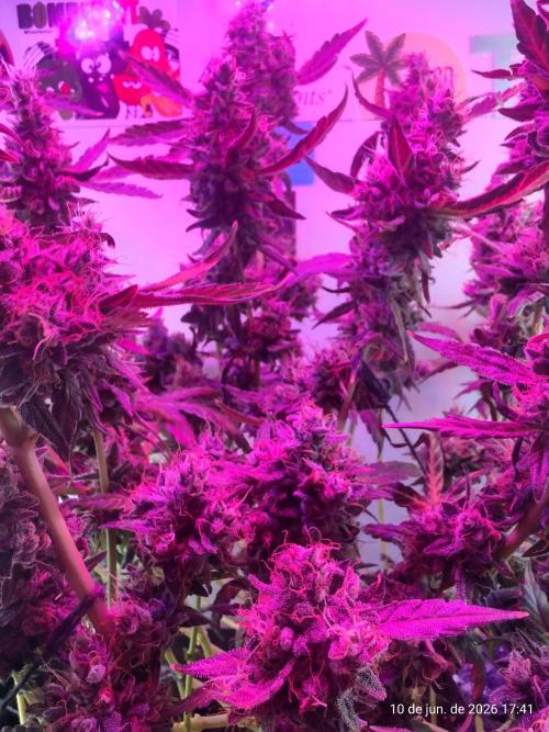 Skittles Pie. Week 21