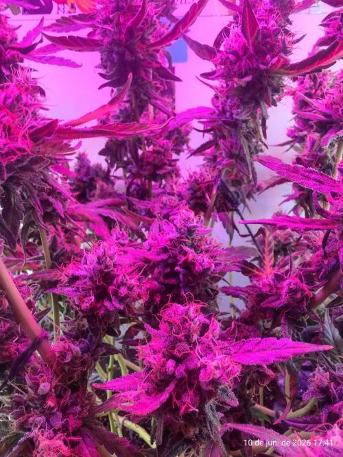 Skittles Pie. Week 21