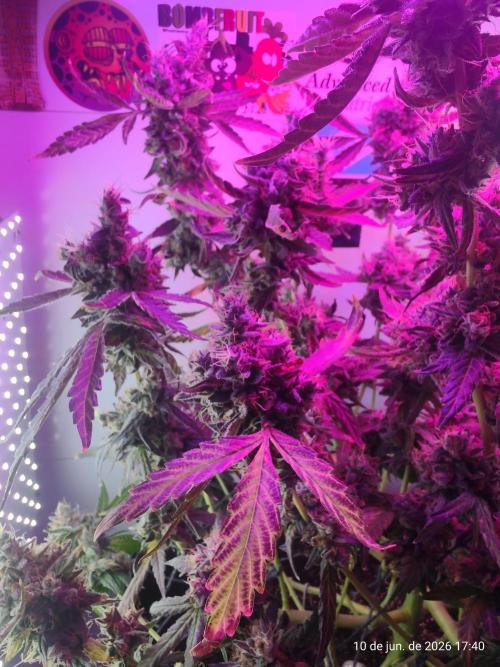 Skittles Pie. Week 21