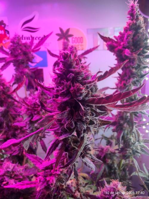 Skittles Pie. Week 21