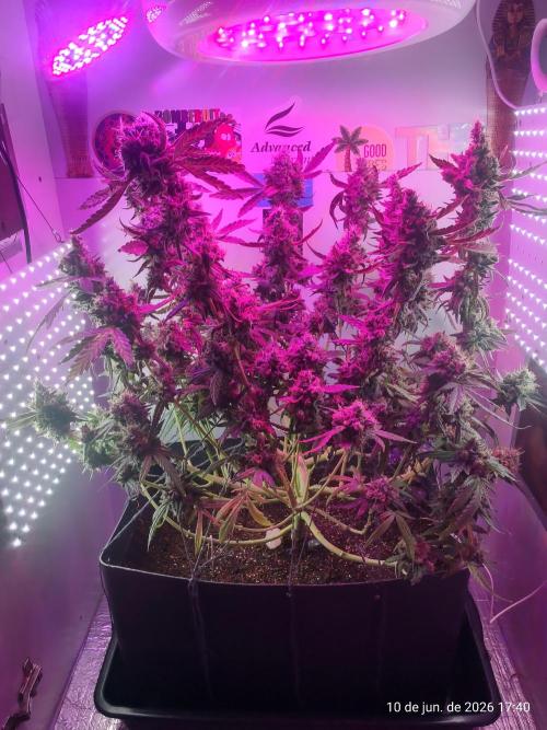 Skittles Pie. Week 21
