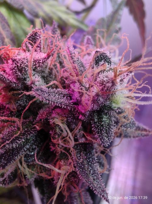 Skittles Pie. Week 21