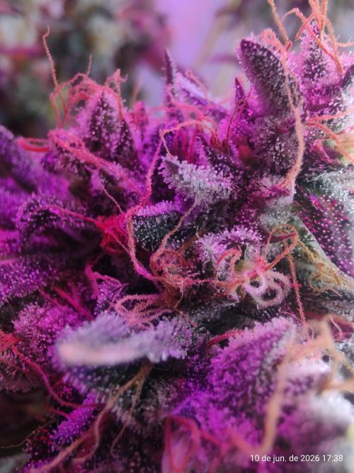Skittles Pie. Week 21