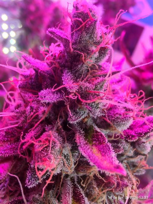 Skittles Pie. Week 21