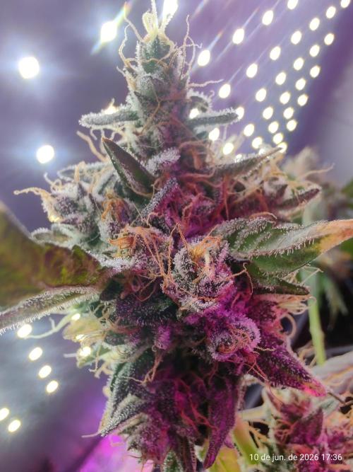 Skittles Pie. Week 21