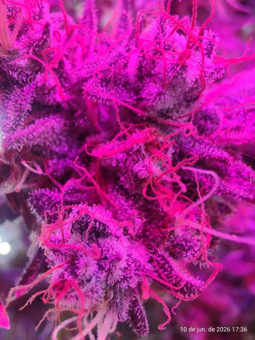 Skittles Pie. Week 21